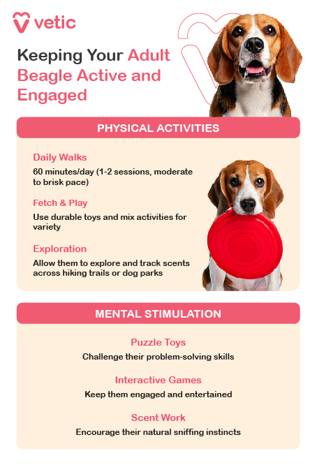 The image is an informational poster from "Vetic" about keeping an adult Beagle breed active and engaged. The poster is divided into two main sections: Physical Activities and Mental Stimulation. The design is clean and organized, making it easy to read and follow. The background features a soft, calming color, enhancing the visual appeal. Physical Activities: Daily Walks: Beagle breed dogs should engage in 60 minutes of daily walks, which can be split into 1-2 sessions at a moderate to brisk pace. Fetch & Play: Use durable toys for playing fetch and incorporate a variety of activities to keep the Beagle breed interested and active. Exploration: Allow Beagle breed dogs to explore and track scents on hiking trails or in dog parks, as it encourages their natural instincts and provides physical exercise. Mental Stimulation: Puzzle Toys: Challenge the problem-solving skills of the Beagle breed by providing puzzle toys. Interactive Games: Engage the Beagle breed with interactive games that keep them entertained and mentally stimulated. Scent Work: Encourage the natural sniffing instincts of the Beagle breed by involving them in scent work activities. These activities are essential for the overall well-being and happiness of an adult Beagle breed, ensuring they stay active and engaged both physically and mentally.