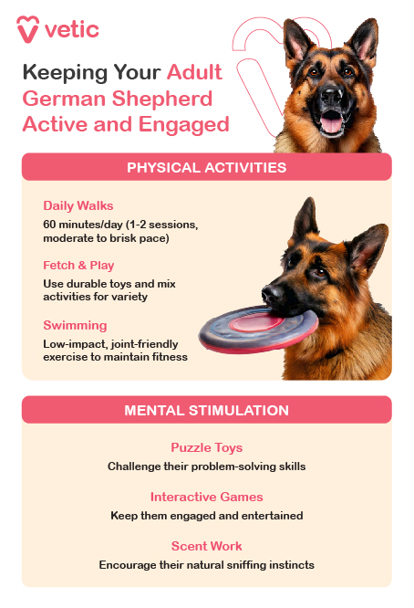 Exercise and Mental Stimulation for Adult German Shepherds Daily Exercise: Ensure 60–90 minutes of daily physical activity to keep your German Shepherd healthy and energetic. Playtime: Engage in interactive games like fetch, frisbee, or tug-of-war to bond and burn energy. Agility Training: Incorporate agility exercises for physical fitness and mental engagement—German Shepherds thrive on these challenges. Swimming: Offer swimming sessions as a low-impact workout that’s easy on the joints and highly enjoyable. Mental Stimulation: Use puzzle toys, interactive games, and training exercises to challenge their problem-solving skills and keep their minds sharp. Balanced physical and mental activities ensure a happy, well-rounded German Shepherd.