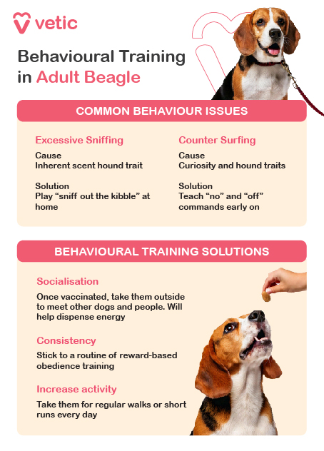 The image is an informational poster from "vetic" about "Behavioural Training in Adult Beagle." It is divided into two main sections: "Common Behaviour Issues" and "Behavioural Training Solutions." The design is clean and organized, making it easy to read. The background features a soft, calming color, enhancing the visual appeal. Common Behaviour Issues: Excessive Sniffing Cause: This behavior is attributed to the Beagle breed's inherent trait as a scent hound. Solution: To manage this, it's recommended to play games like "sniff out the kibble" at home. Counter Surfing Cause: This behavior stems from the Beagle breed's curiosity and natural hound traits. Solution: Teaching commands like "no" and "off" early on can help address this issue. Behavioural Training Solutions: Socialisation: Once vaccinated, it is important to take Beagle breed dogs outside to meet other dogs and people. This helps dispense their energy and improves social skills. Consistency: Stick to a routine of reward-based obedience training to reinforce good behavior. Increase Activity: Regular walks or short runs every day are essential to keep the Beagle breed active and healthy.