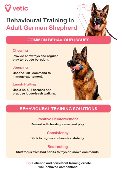 Obedience Training: Reinforce basic commands like “sit,” “stay,” “come,” and “heel” to maintain discipline and responsiveness. Regular sessions keep skills sharp. Advanced Training: Explore advanced obedience, trick training, or specialized tasks like scent work. German Shepherds thrive on challenges and enjoy learning new skills. Leash Training: Focus on good leash manners to prevent pulling and ensure enjoyable, stress-free walks for you and your dog. Consistent training enhances your German Shepherd’s behavior and strengthens your bond. Positive Reinforcement: Reward desired behaviors with treats, praise, or toys. This encourages your dog to repeat good behavior and builds a positive association with training. Consistency: Maintain a regular training schedule and use the same commands and cues. Consistency helps your German Shepherd understand expectations and respond reliably. Redirecting: Gently redirect unwanted behaviors to acceptable alternatives. For example, if your dog chews furniture, offer a chew toy instead and praise them when they use it. These methods foster trust, improve obedience, and encourage good behavior.