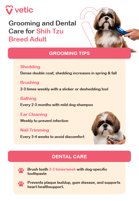 The image is an informational poster from "vetic" about grooming and dental care for adult Shih Tzu dogs. It includes grooming tips and dental care advice, with images of a Shih Tzu being groomed and having its teeth brushed. Grooming Tips: Shedding: Dense double coat; shedding increases in spring & fall. Brushing: 2-3 times weekly with a slicker or deshedding tool. Bathing: Every 2-3 months with mild dog shampoo. Ear Cleaning: Weekly to prevent infection. Nail Trimming: Every 3-4 weeks to avoid discomfort. Dental Care: Brush teeth 2-3 times/week with dog-specific toothpaste. Prevents plaque buildup, gum disease, and supports heart health.