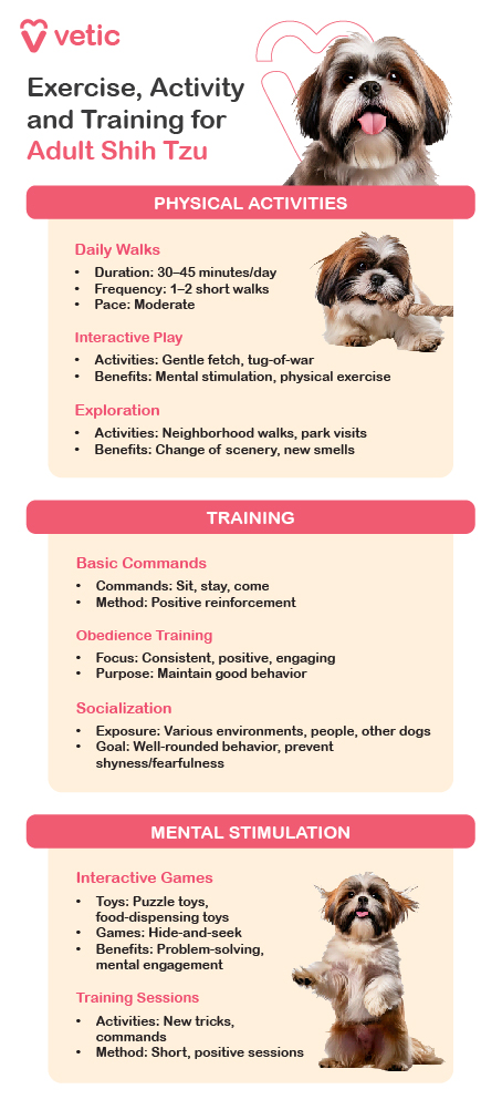 The image is an informational guide from Vetic about exercise, activity, and training for an adult Shih Tzu. It is divided into three main sections: Physical Activities, Training, and Mental Stimulation. Each section contains specific recommendations and activities for the care and training of an adult Shih Tzu. Physical Activities: Daily Walks: Duration: 30-45 minutes/day Frequency: 1-2 short walks Pace: Moderate Interactive Play: Activities: Gentle fetch, tug-of-war Benefits: Mental stimulation, physical exercise Exploration: Activities: Neighborhood walks, park visits Benefits: Change of scenery, new smells Training: Basic Commands: Commands: Sit, stay, come Method: Positive reinforcement Obedience Training: Focus: Consistent, positive, engaging Purpose: Maintain good behavior Socialization: Exposure: Various environments, people, other dogs Goal: Well-rounded behavior, prevent shyness/fearfulness Mental Stimulation: Interactive Games: Toys: Puzzle toys, food-dispensing toys Games: Hide-and-seek Benefits: Problem-solving, mental engagement Training Sessions: Activities: New tricks, commands Method: Short, positive sessions