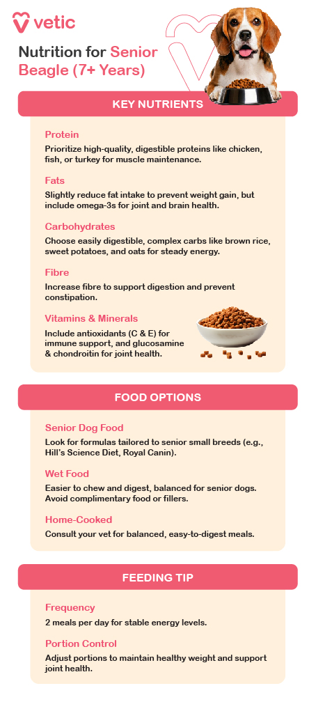 The image is an informational guide from "vetic" about nutrition for senior Beagle breed dogs aged 7 years and older. It is divided into three main sections: Key Nutrients, Food Options, and Feeding Tips. The design is clean and professional, with each section clearly separated and highlighted for easy reading. The background color is soft and soothing, enhancing the visual appeal. Key Nutrients: Protein: Prioritize high-quality, digestible proteins like chicken, fish, or turkey to maintain muscle health in senior Beagle breed dogs. Fats: Slightly reduce fat intake to prevent weight gain but include omega-3 fatty acids for joint and brain health. Carbohydrates: Opt for easily digestible complex carbs like brown rice, sweet potatoes, and oats to provide steady energy. Fiber: Increase fiber intake to support digestion and prevent constipation in senior Beagle breed dogs. Vitamins & Minerals: Include antioxidants (vitamins C & E) for immune support and glucosamine & chondroitin for joint health. Food Options: Senior Dog Food: Look for formulas tailored to senior small breeds, such as Hill's Science Diet and Royal Canin, which cater to the specific needs of senior Beagle breed dogs. Wet Food: Easier to chew and digest, balanced for senior dogs. Avoid complementary foods or fillers. Home-Cooked: Consult your vet to create balanced, easy-to-digest meals that meet all nutritional needs. Feeding Tip: Frequency: Feed senior Beagle breed dogs two meals per day to maintain stable energy levels and prevent overeating. Portion Control: Adjust portions to maintain a healthy weight and support joint health. This detailed guide ensures that senior Beagle breed dogs receive the proper nutrition to maintain their health and well-being as they age.