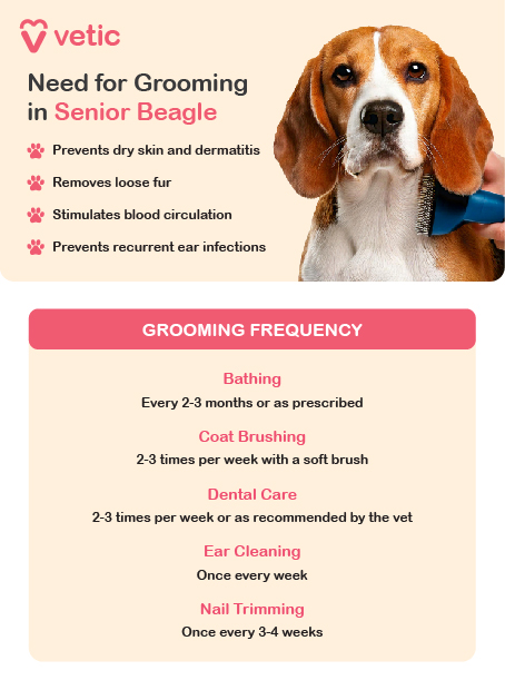 The image is an informational poster from "vetic" about the need for grooming in senior Beagle breed dogs. The design is clean and organized, with various sections highlighted to make the information easy to read. The background features a soft, calming color, enhancing the visual appeal. The poster highlights the benefits of grooming, which include preventing dry skin and dermatitis, removing loose fur, stimulating blood circulation, and preventing recurrent ear infections. Grooming Frequency: The poster provides a grooming frequency schedule for various grooming activities: Bathing: Every 2-3 months or as prescribed. Coat Brushing: 2-3 times per week with a soft brush. Dental Care: 2-3 times per week or as recommended by the vet. Ear Cleaning: Once every week. Nail Trimming: Once every 3-4 weeks. This guide ensures that senior Beagle breed dogs receive proper grooming to maintain their health and well-being.