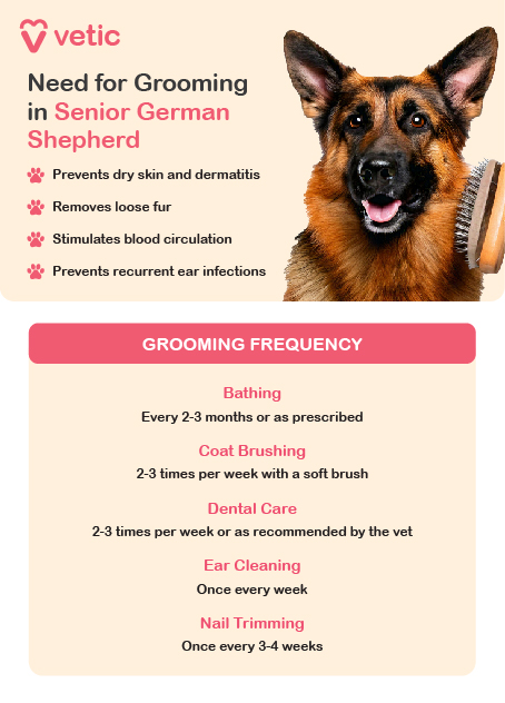 Coat Care for Senior German Shepherds: German Shepherds have a thick double coat that requires consistent grooming throughout their senior years to keep it healthy and minimize shedding. **Brushing**: Brush your senior German Shepherd’s coat 2-3 times a week using a slicker brush and an undercoat rake. This helps remove loose hair, reduces shedding, and keeps their coat in good condition. **Shedding**: Be prepared for increased shedding, especially during seasonal changes. During these times, daily brushing will help manage the extra hair and prevent mats from forming. **Bathing**: Bathe your senior German Shepherd every 2-3 months or as needed, using a shedding-reducing shampoo that helps maintain their coat’s natural oils while minimizing shedding. Avoid over-bathing, as it can dry out their skin and coat. **Ear Cleaning**: Clean your dog’s ears weekly to prevent infections. Use a vet-approved ear cleaner and cotton balls to gently clean the ear canal, ensuring no buildup of dirt or wax. **Nail Trimming**: Trim your dog’s nails every 3-4 weeks. Regular nail trimming is essential, especially as your dog’s activity level decreases, to prevent discomfort and maintain healthy feet. --- **Dental Care:** Maintaining dental hygiene is crucial for senior dogs. Brush your German Shepherd’s teeth 2-3 times a week using dog-specific toothpaste. This helps prevent dental issues such as tartar buildup, gum disease, and tooth loss, ensuring they maintain good oral health as they age.