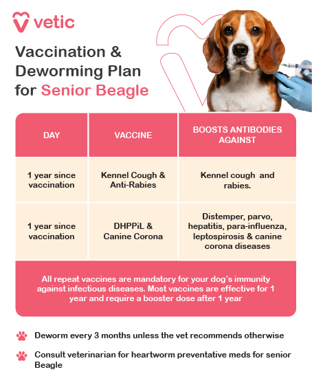 The image is an informational guide provided by "vetic" about the vaccination and deworming plan for senior Beagle breed dogs. It includes a detailed schedule for vaccinations and deworming, specifying the type of vaccine, the timing, and the diseases they protect against. The image also contains a picture of a Beagle, enhancing the visual appeal and relevance to Beagle breed owners. The design is clean and organized, making it easy to read and follow. Vaccination Schedule: The vaccination plan for senior Beagle breed dogs outlines the following: At 1 year since the last vaccination, the Beagle breed should receive the Kennel Cough & Anti-Rabies vaccine, which boosts antibodies against kennel cough and rabies. Additionally, at 1 year since the last vaccination, the Beagle breed should receive the DHPPiL & Canine Corona vaccine, which boosts antibodies against distemper, parvo, hepatitis, para-influenza, leptospirosis, and canine corona diseases. A note at the bottom of the vaccination schedule states that all repeat vaccines are mandatory for the Beagle breed's immunity against infectious diseases. Most vaccines are effective for one year and require a booster dose after that period. Deworming Schedule: The deworming plan advises deworming every three months unless the vet recommends otherwise. Additionally, it suggests consulting a veterinarian for heartworm preventative medication for senior Beagle breed dogs. This guide ensures that senior Beagle breed dogs receive proper vaccinations and deworming treatments to maintain their health and well-being.