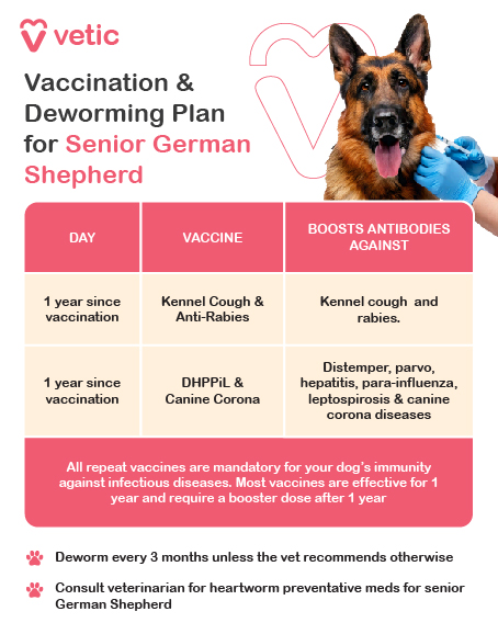 Vaccinations Keeping your senior German Shepherd current on core vaccinations is crucial for their health. Ensure they receive vaccines for rabies, distemper, parvovirus, and adenovirus. Consult your veterinarian to determine if additional vaccines are necessary based on your dog's health and lifestyle. ### Parasite Control **Flea and Tick Prevention** Use monthly flea and tick preventatives consistently, especially if your dog spends time outdoors. These parasites can cause skin issues and spread diseases, making prevention vital. **Heartworm Prevention** Administer monthly heartworm prevention medication without fail, even for senior dogs. Heartworm disease is severe and potentially fatal, so staying consistent is critical. **Deworming** Schedule deworming every 3–6 months, particularly if your German Shepherd interacts with other dogs or roams outdoors. This helps protect them from internal parasites and supports their overall health.