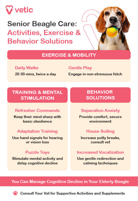 The image is an informational poster from "vetic" about senior Beagle breed care, focusing on activities, exercise, and behavior solutions. The poster is divided into three main sections: Exercise & Mobility, Training & Mental Stimulation, and Behavior Solutions. Each section provides specific advice for caring for elderly Beagles. Exercise & Mobility: Daily Walks: The recommendation is to take senior Beagle breed dogs for daily walks lasting 20-30 minutes, twice a day. This helps maintain their mobility and overall health. Gentle Play: Engage senior Beagle breed dogs in non-strenuous fetch games to keep them active without overexertion. Training & Mental Stimulation: Refresher Commands: Keep the minds of senior Beagle breed dogs sharp by practicing basic obedience commands regularly. Adaptation Training: Use hand signals to aid senior Beagle breed dogs experiencing hearing or vision loss. Puzzle Toys: Provide puzzle toys to stimulate their mental activity and help delay cognitive decline. Behavior Solutions: Separation Anxiety: Provide comfort and a secure environment to manage separation anxiety in senior Beagle breed dogs. House Soiling: Increase potty breaks and consult a vet if house soiling becomes an issue. Increased Vocalization: Use gentle redirection and calming techniques to manage increased vocalization in senior Beagle breed dogs. The poster also includes a reminder to consult a vet for supportive activities and supplements. It emphasizes that cognitive decline in elderly Beagles can be managed with proper care.