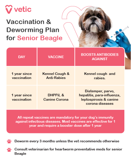 The vaccination and deworming plan for a senior Beagle includes the following: When it's been 1 year since the last vaccination, the Beagle should receive the Kennel Cough and Anti-Rabies vaccines to boost antibodies against kennel cough and rabies. When it's been 1 year since the last vaccination, the Beagle should receive the DHPPiL and Canine Corona vaccines to boost antibodies against distemper, parvo, hepatitis, para-influenza, leptospirosis, and canine corona diseases. All repeat vaccines are mandatory for the dog's immunity against infectious diseases. Most vaccines are effective for 1 year and require a booster dose after 1 year. Additionally, the Beagle should be dewormed every 3 months unless the veterinarian recommends otherwise. Consult the veterinarian for heartworm preventative medications for the senior Beagle.