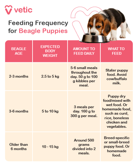 The image is a feeding guide for Beagle breed puppies provided by "Vetic." The design is clean and professional, featuring a table with four columns: Beagle Age, Expected Body Weight, Amount to Feed Daily, and What to Feed. The table is divided into three age groups, each with specific recommendations. The colors used are soft and soothing, making the information easy to read. OCR Text Included: Beagle Age: 2-3 months 3-6 months Older than 6 months Expected Body Weight: 2.5 to 5 kg 5 to 10 kg 10 - 15 kg Amount to Feed Daily: 5-6 small meals throughout the day. 50 g to 100 g kibbles per meal. 3 meals per day. 160 g to 300 g per meal. Around 500 grams divided into 2 meals. What to Feed: Starter puppy food. Avoid cow/buffalo milk. Puppy dry food/mixed with wet food. Or homemade food, such as curd, rice, boneless chicken, and vegetables. Breed-specific or small-breed puppy food. Or homemade food.