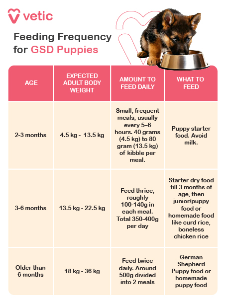 The image is a feeding guide for German Shepherd Dog (GSD) puppies provided by "Vetic." It includes a table that outlines the feeding frequency, expected adult body weight, amount to feed daily, and what to feed based on the age of the puppies. The table is divided into three age groups: 2-3 months, 3-6 months, and older than 6 months. Table Content: Age: 2-3 months Expected Adult Body Weight: 4.5 kg - 13.5 kg Amount to Feed Daily: Small, frequent meals, usually every 5-6 hours. 40 grams (4.5 kg) to 80 grams (13.5 kg) of kibble per meal. What to Feed: Puppy starter food. Avoid milk. Age: 3-6 months Expected Adult Body Weight: 13.5 kg - 22.5 kg Amount to Feed Daily: Feed thrice, roughly 100-140g in each meal. Total 350-400g per day. What to Feed: Starter dry food till 3 months of age, then junior/puppy food or homemade food like curd rice, boneless chicken rice. Age: Older than 6 months Expected Adult Body Weight: 18 kg - 36 kg Amount to Feed Daily: Feed twice daily. Around 500g divided into 2 meals. What to Feed: German Shepherd Puppy food or homemade puppy food.