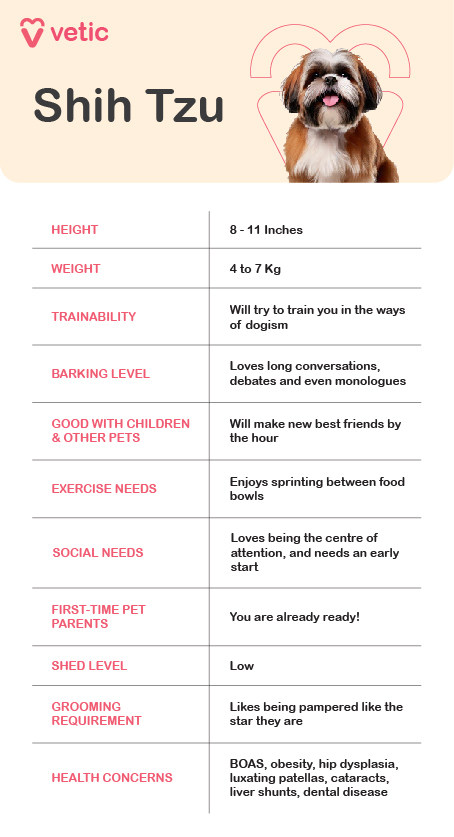 The image is an informational poster about the Shih Tzu dog breed. It includes a picture of a Shih Tzu dog and various details about the breed's characteristics and care requirements. The poster is from "Vetic" and provides the following information: Height: 8 - 11 Inches Weight: 4 to 7 Kg Trainability: Will try to train you in the ways of dogism Barking Level: Loves long conversations, debates, and even monologues Good with Children & Other Pets: Will make new best friends by the hour Exercise Needs: Enjoys sprinting between food bowls Social Needs: Loves being the center of attention and needs an early start First-Time Pet Parents: You are already ready! Shed Level: Low Grooming Requirement: Likes being pampered like the star they are Health Concerns: BOAS, obesity, hip dysplasia, luxating patellas, cataracts, liver shunts, dental disease Feel free to share more images if you'd like me to describe them, or let me know if there's anything else I can assist you with.