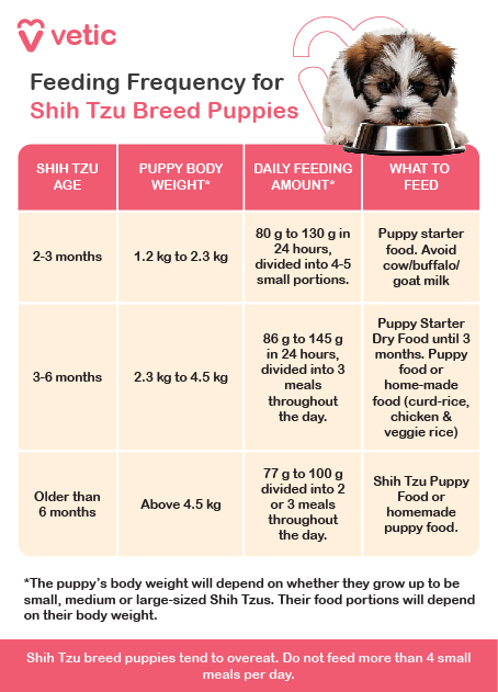 an informational chart from "vetic" about the feeding frequency for Shih Tzu breed puppies. It includes a table with three columns: "Shih Tzu Age," "Puppy Body Weight," and "Daily Feeding Amount," along with "What to Feed." The chart provides specific feeding guidelines based on the age and weight of the puppies. Feeding Guidelines for Shih Tzu Puppies: 2-3 Months: Puppy Body Weight: 1.2 kg to 2.3 kg Daily Feeding Amount: 80 g to 130 g in 24 hours, divided into 4-5 small portions What to Feed: Puppy starter food. Avoid cow/buffalo/goat milk. 3-6 Months: Puppy Body Weight: 2.3 kg to 4.5 kg Daily Feeding Amount: 86 g to 145 g in 24 hours, divided into 3 meals throughout the day What to Feed: Puppy starter dry food until 3 months. Puppy food or home-made food (curd-rice, chicken & veggie rice). Older Than 6 Months: Puppy Body Weight: Above 4.5 kg Daily Feeding Amount: 77 g to 100 g divided into 2 or 3 meals throughout the day What to Feed: Shih Tzu puppy food or homemade puppy food. Additional Notes: The puppy's body weight will depend on whether they grow up to be small, medium, or large-sized Shih Tzus. Their food portions will depend on their body weight. Shih Tzu breed puppies tend to overeat. Do not feed more than 4 small meals per day. This detailed guide aims to assist Shih Tzu puppy owners in providing the proper nutrition and feeding schedule for their growing pets. Feel free to share more images or let me know how else I can assist you!