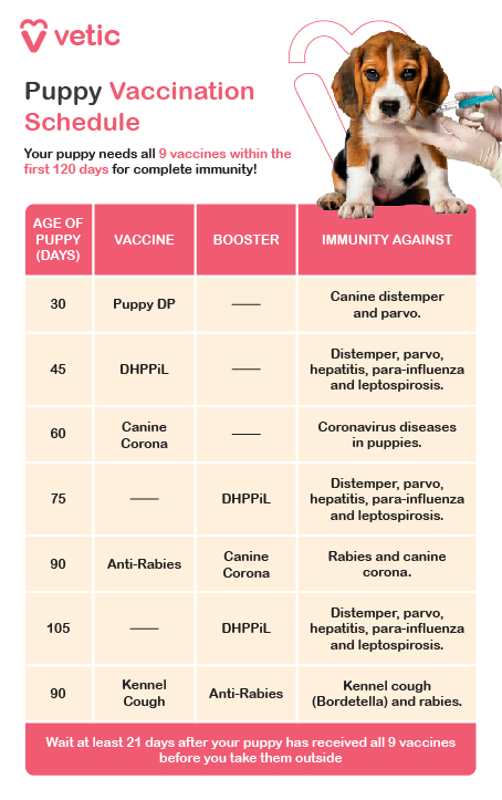 The image is a puppy vaccination schedule provided by "Vetic." It is a well-structured table with four columns: Age of Puppy (Days), Vaccine, Booster, and Immunity Against. The table is designed with clear lines and distinct sections, making it easy to read and follow. The colors used are soft and professional, enhancing the visual appeal. "Puppy Vaccination Schedule," which highlights the importance of administering all nine vaccines within the first 120 days to ensure complete immunity for Beagle breed puppies. The table lists the necessary vaccines and their respective timelines. At 30 days old, Beagle breed puppies should receive the Puppy DP vaccine, which provides immunity against canine distemper and parvo. At 45 days old, the DHPPiL vaccine is administered to protect against distemper, parvo, hepatitis, para-influenza, and leptospirosis. At 60 days, the puppies should receive the Canine Corona vaccine for protection against coronavirus diseases. By 75 days, another DHPPiL vaccine is required. At 90 days old, Beagle breed puppies need the Anti-Rabies vaccine along with the Canine Corona vaccine to ensure immunity against rabies and canine corona. The DHPPiL vaccine is given again at 105 days to reinforce immunity against distemper, parvo, hepatitis, para-influenza, and leptospirosis. Finally, at 90 days, the Kennel Cough vaccine and another Anti-Rabies booster are administered to provide immunity against kennel cough (Bordetella) and rabies. There is a note at the bottom of the image stating that puppies should not be taken outside until at least 21 days after receiving all nine vaccines.