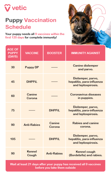 German Shepherd puppies need a series of vaccinations to ensure they are protected from common canine diseases. Follow your veterinarian’s vaccination schedule for the best protection. 6-8 Weeks: First vaccination for distemper, parvovirus, and hepatitis. 10-12 Weeks: Second round for distemper, parvovirus, and hepatitis; first Bordetella (kennel cough) vaccine. 14-16 Weeks: Third round of vaccinations, including rabies, leptospirosis, and parainfluenza. 6-12 Months: Booster shots for rabies and other core vaccines as recommended by your vet. Always consult your veterinarian for specific vaccine recommendations based on your puppy's health and lifestyle.