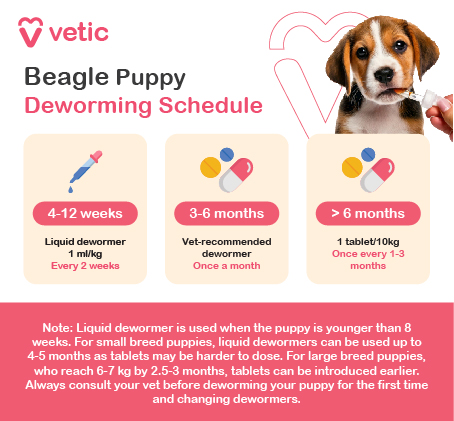 The image is an informational poster from "Vetic" about the deworming schedule for Beagle breed puppies. It provides guidelines on when and how to administer deworming treatments based on the age of the puppy. The image is divided into three sections based on the puppy's age: 4-12 weeks, 3-6 months, and over 6 months. Each section specifies the type of dewormer and the frequency of administration. The design is clean and organized, with each section highlighted in a different color to make the information easily accessible. Beagle Puppy Deworming Schedule 4-12 weeks: Liquid dewormer, 1 ml/kg, Every 2 weeks 3-6 months: Vet-recommended dewormer, Once a month > 6 months: 1 tablet/10kg, Once every 1-3 months There is an additional note at the bottom: "Liquid dewormer is used when the puppy is younger than 8 weeks. For small breed puppies, liquid dewormers can be used up to 4-5 months as tablets may be harder to dose. For large breed puppies, who reach 6-7 kg by 2.5-3 months, tablets can be introduced earlier. Always consult your vet before deworming your puppy for the first time and changing dewormers."