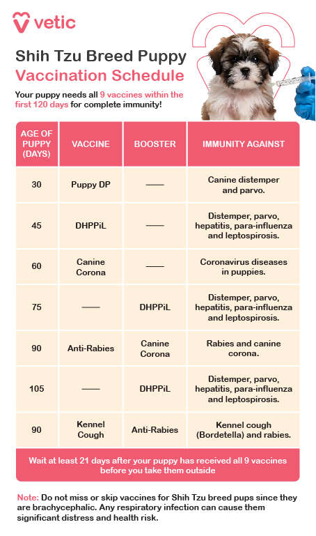 The image is a vaccination schedule for Shih Tzu breed puppies provided by Vetic. It outlines the necessary vaccines, the age at which they should be administered, the need for boosters, and the diseases they protect against. The schedule emphasizes the importance of administering all 9 vaccines within the first 120 days for complete immunity. The vaccination schedule is as follows: Age of Puppy (Days): 30: Vaccine: Puppy DP Booster: — Immunity Against: Canine distemper and parvo. Age of Puppy (Days): 45: Vaccine: DHPPiL Booster: — Immunity Against: Distemper, parvo, hepatitis, para-influenza, and leptospirosis. Age of Puppy (Days): 60: Vaccine: Canine Corona Booster: — Immunity Against: Coronavirus diseases in puppies. Age of Puppy (Days): 75: Vaccine: DHPPiL Booster: — Immunity Against: Distemper, parvo, hepatitis, para-influenza, and leptospirosis. Age of Puppy (Days): 90: Vaccine: Anti-Rabies Booster: Canine Corona Immunity Against: Rabies and canine corona. Age of Puppy (Days): 105: Vaccine: DHPPiL Booster: — Immunity Against: Distemper, parvo, hepatitis, para-influenza, and leptospirosis. Age of Puppy (Days): 90: Vaccine: Kennel Cough Booster: Anti-Rabies Immunity Against: Kennel cough (Bordetella) and rabies. The image also includes a note advising not to miss or skip vaccines for Shih Tzu breed puppies due to their brachycephalic nature, which makes them susceptible to respiratory infections. There is a reminder to wait at least 21 days after the puppy has received all 9 vaccines before taking them outside