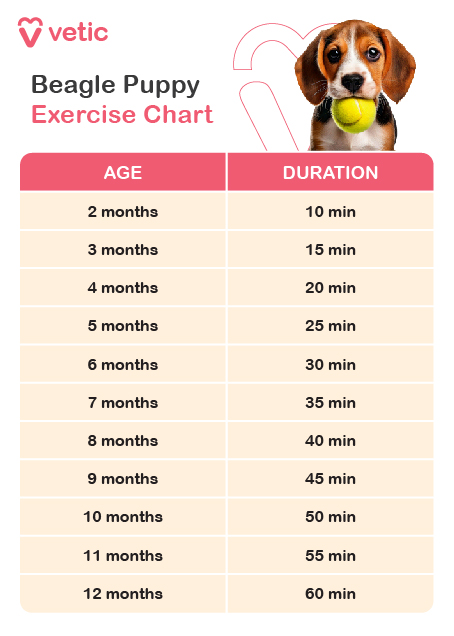 The image is an exercise chart specifically tailored for Beagle breed puppies provided by "Vetic." The design is clean and professional, featuring a table with two columns: "AGE" and "DURATION." The chart is color-coded for easy readability, and the text is clear and concise. The background color is soft and soothing, enhancing the overall visual appeal. The chart outlines the recommended exercise duration for Beagle breed puppies based on their age. For puppies aged 2 months, the recommended exercise duration is 10 minutes. At 3 months, the duration increases to 15 minutes. When the puppies reach 4 months, they should exercise for 20 minutes. At 5 months, the recommended exercise duration is 25 minutes. For 6-month-old puppies, the duration is 30 minutes, and it increases to 35 minutes at 7 months. As the Beagle breed puppies continue to grow, the exercise duration further increases. At 8 months, the recommended duration is 40 minutes. At 9 months, the puppies should exercise for 45 minutes. When they reach 10 months, the duration is 50 minutes. For 11-month-old puppies, the recommended exercise duration is 55 minutes. Finally, at 12 months, the exercise duration is 60 minutes. This chart provides a clear guideline for the appropriate exercise duration for Beagle breed puppies, ensuring they get the right amount of physical activity as they grow.