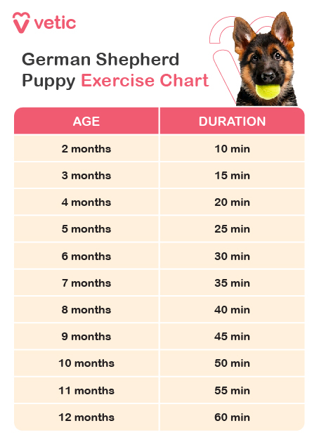 This chart follows the "5 minutes per month" rule to ensure your puppy gets appropriate exercise without overexertion. 2 Months 10 minutes Gentle playtime, short walks on a leash 3 Months 15 minutes Light fetch, exploring the yard 4 Months 20 minutes Short hikes, supervised free play 5 Months 25 minutes Basic obedience training, playtime 6 Months 30 minutes Longer walks, interactive toys 7 Months 35 minutes Beginner agility exercises, fetch 8 Months 40 minutes Exploring new environments, light runs 9 Months 45 minutes Swimming, structured play 10 Months 50 minutes Moderate hikes, advanced training 11 Months 55 minutes Play with other dogs, extended walks 12 Months 60 minutes Vigorous play, running, agility