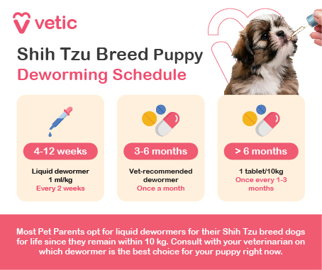 The image is an informational graphic from "Vetic" about the deworming schedule for Shih Tzu breed puppies. It includes a picture of a Shih Tzu puppy being given medicine and provides a deworming schedule divided into three age groups: For puppies aged 4-12 weeks: Liquid dewormer 1 ml/kg Every 2 weeks For puppies aged 3-6 months: Vet-recommended dewormer Once a month For puppies older than 6 months: 1 tablet/10 kg Once every 1-3 months The image also includes a note at the bottom: "Most Pet Parents opt for liquid dewormers for their Shih Tzu breed dogs for life since they remain within 10 kg. Consult with your veterinarian on which dewormer is the best choice for your puppy right now."