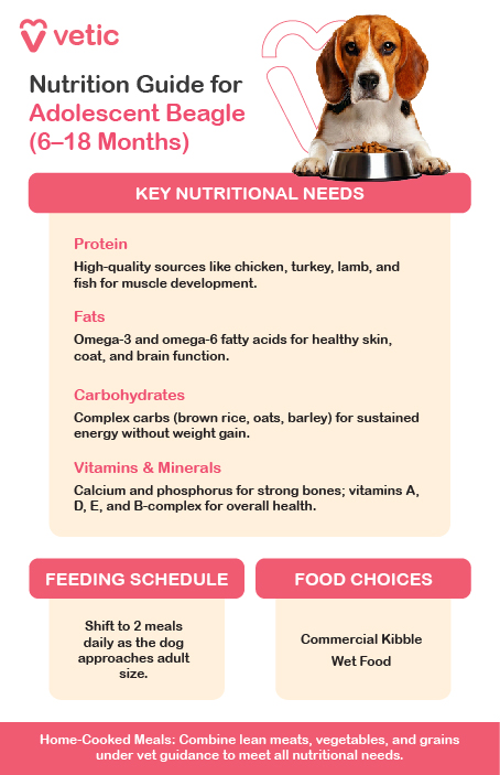 The image is a nutrition guide for Beagle breed adolescents aged 6 to 18 months, provided by "Vetic." The guide includes key nutritional needs, a feeding schedule, and food choices for the Beagle breed. The design is clean and professional, with sections clearly separated and highlighted for easy reading. The background color is soft and soothing, enhancing the visual appeal. Content Description: The guide outlines the following key nutritional needs for Beagle breed adolescents: Protein: High-quality sources like chicken, turkey, lamb, and fish are essential for muscle development. Fats: Omega-3 and omega-6 fatty acids are important for healthy skin, coat, and brain function. Carbohydrates: Complex carbs such as brown rice, oats, and barley provide sustained energy without causing weight gain. Vitamins & Minerals: Calcium and phosphorus are necessary for strong bones, while vitamins A, D, E, and B-complex support overall health. The feeding schedule suggests transitioning to two meals daily as the Beagle breed approaches adult size. The guide also provides recommendations for food choices, including commercial kibble and wet food. Additionally, there is a note about home-cooked meals: "Combine lean meats, vegetables, and grains under vet guidance to meet all nutritional needs."