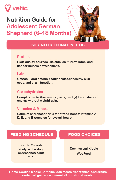 Nutrition for Adolescent German Shepherds Nutritional Needs: Adolescent German Shepherds require a nutrient-rich diet to support growth, muscle development, and high energy levels. Include high-quality animal protein (chicken, lamb, or fish) for muscle growth and healthy fats, like omega-3 and omega-6, for skin and coat health. Complex carbohydrates, such as brown rice and sweet potatoes, provide sustained energy. Ensure a balanced calcium-to-phosphorus ratio to support bone development and include essential vitamins and minerals for immunity and overall health. Food Options: Opt for high-quality large-breed dog food like Royal Canin or Orijen. If preparing homemade meals, consult a vet to include lean meats, vegetables, and whole grains. Feeding Schedule: Feed 2–3 meals daily to maintain consistent energy and reduce the risk of bloat. Adjust portions based on activity and growth to ensure a healthy weight.