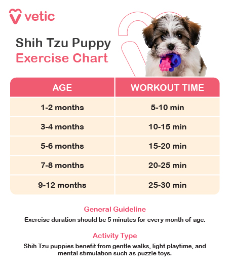 The image is an exercise chart for Shih Tzu puppies provided by "Vetic." The chart includes a picture of a Shih Tzu puppy holding a toy in its mouth. The chart is divided into two columns: "AGE" and "WORKOUT TIME." The age ranges and corresponding workout times are as follows: 1-2 months: 5-10 min 3-4 months: 10-15 min 5-6 months: 15-20 min 7-8 months: 20-25 min 9-12 months: 25-30 min Below the chart, there are two sections: General Guideline: Exercise duration should be 5 minutes for every month of age. Activity Type: Shih Tzu puppies benefit from gentle walks, light playtime, and mental stimulation such as puzzle toys.