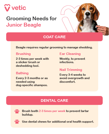 The image is an informational poster from "Vetic" about grooming needs for a Junior Beagle breed. It is divided into two main sections: Coat Care and Dental Care. The design is visually appealing, with each section highlighted in different colors for easy readability. The background is soft and calming, enhancing the overall look of the poster. Content Description: The Coat Care section provides guidelines on maintaining the Beagle breed's coat. It suggests brushing the coat 2-3 times per week with a slicker brush or deshedding tool. Bathing is recommended every 2-3 months or as needed using dog-specific shampoo. Ear cleaning should be done weekly to prevent infections, and nail trimming is advised every 3-4 weeks to avoid overgrowth and discomfort. The Dental Care section emphasizes the importance of oral hygiene for the Beagle breed. It recommends brushing the dog's teeth 2-3 times per week to prevent tartar buildup and using dental chews for additional oral health support.