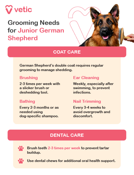 Grooming Essentials for Young Adult German Shepherd Puppies Coat Care: German Shepherds have a double coat that needs regular grooming to stay healthy. Brush 2–3 times weekly with a slicker brush or undercoat rake to manage loose hair and minimize shedding. During seasonal changes (spring and fall), brushing more often helps control heavy shedding. Bathe every 2–3 months or as needed with dog-safe shampoo to maintain their coat’s natural oils. Ear Cleaning: Clean their ears weekly with a vet-recommended cleaner to prevent infections. Use cotton balls for gentle cleaning. Nail Trimming: Trim nails every 3–4 weeks to avoid overgrowth and discomfort. **Dental Care:** Brush teeth 2–3 times a week with dog-specific toothpaste to promote oral hygiene and prevent tartar buildup. Regular grooming ensures your German Shepherd stays comfortable, clean, and healthy.