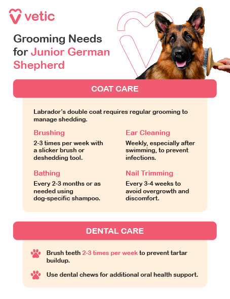 Grooming Essentials for Young Adult German Shepherd Puppies Coat Care: German Shepherds have a double coat that needs regular grooming to stay healthy. Brush 2–3 times weekly with a slicker brush or undercoat rake to manage loose hair and minimize shedding. During seasonal changes (spring and fall), brushing more often helps control heavy shedding. Bathe every 2–3 months or as needed with dog-safe shampoo to maintain their coat’s natural oils. Ear Cleaning: Clean their ears weekly with a vet-recommended cleaner to prevent infections. Use cotton balls for gentle cleaning. Nail Trimming: Trim nails every 3–4 weeks to avoid overgrowth and discomfort. **Dental Care:** Brush teeth 2–3 times a week with dog-specific toothpaste to promote oral hygiene and prevent tartar buildup. Regular grooming ensures your German Shepherd stays comfortable, clean, and healthy.