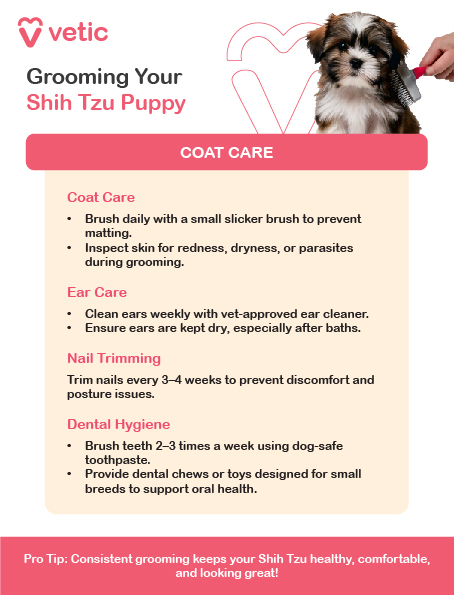 The image is an informational poster from "Vetic" about grooming a Shih Tzu puppy. It includes a picture of a Shih Tzu puppy being groomed and provides detailed instructions on coat care, ear care, nail trimming, and dental hygiene for the puppy. The poster emphasizes the importance of consistent grooming to keep the Shih Tzu healthy, comfortable, and looking great. The text in the image is as follows: vetic Grooming Your Shih Tzu Puppy COAT CARE Coat Care Brush daily with a small slicker brush to prevent matting. Inspect skin for redness, dryness, or parasites during grooming. Ear Care Clean ears weekly with vet-approved ear cleaner. Ensure ears are kept dry, especially after baths. Nail Trimming Trim nails every 3-4 weeks to prevent discomfort and posture issues. Dental Hygiene Brush teeth 2-3 times a week using dog-safe toothpaste. Provide dental chews or toys designed for small breeds to support oral health. Pro Tip: Consistent grooming keeps your Shih Tzu healthy, comfortable, and looking great!