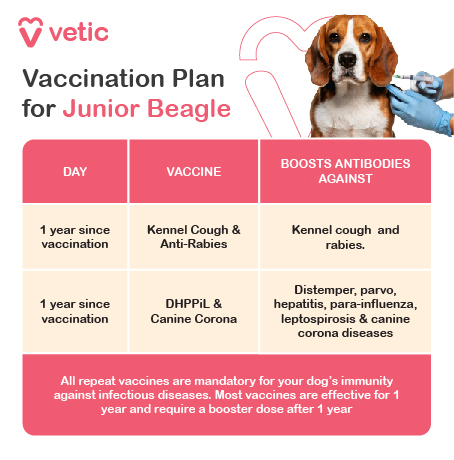 The image is a vaccination plan for a Junior Beagle breed provided by "Vetic." It includes a schedule for vaccinations and the diseases they protect against. The image is divided into three columns: "DAY," "VACCINE," and "BOOSTS ANTIBODIES AGAINST." The design is clean and organized, making it easy to read and follow. The background color is soft and professional, enhancing the visual appeal. Content Description: The vaccination plan outlines the schedule for a Junior Beagle breed. It states that at 1 year since the previous vaccination, the Beagle breed should receive the Kennel Cough & Anti-Rabies vaccine, which boosts antibodies against kennel cough and rabies. Additionally, at 1 year since the previous vaccination, the Beagle breed should also receive the DHPPiL & Canine Corona vaccine, which boosts antibodies against distemper, parvo, hepatitis, para-influenza, leptospirosis, and canine corona diseases. The image also includes a note at the bottom stating: "All repeat vaccines are mandatory for your dog’s immunity against infectious diseases. Most vaccines are effective for 1 year and require a booster dose after 1 year."