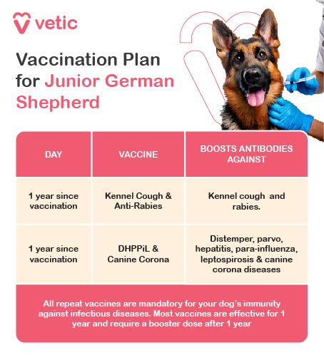 Vaccinations Plan for Junior German Shepherds Core Vaccines: Keep your German Shepherd protected with essential vaccines like rabies, distemper, parvovirus, and adenovirus. Follow your veterinarian’s schedule for timely boosters. Optional Vaccines: Based on your dog’s lifestyle, consider additional vaccinations for Bordetella (kennel cough) and canine coronavirus. Vaccinations are vital for preventing serious diseases and ensuring your dog’s long-term health.