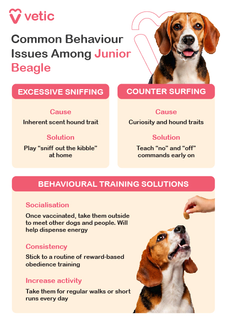 The image is an informational poster from "Vetic" about common behavior issues among junior Beagles and their solutions. The design is clean and organized, with the poster divided into three sections. Each section uses different colors and icons to distinguish the information clearly, making it visually appealing and easy to read. The first section, titled "Common Behaviour Issues Among Junior Beagle," outlines two common problems: Excessive Sniffing: Cause: This behavior is attributed to the Beagle breed's inherent trait as a scent hound. Solution: To manage this, it's recommended to play games like "sniff out the kibble" at home. Counter Surfing: Cause: This behavior stems from the Beagle breed's curiosity and natural hound traits. Solution: Teaching commands like "no" and "off" early on can help address this issue. The second section, titled "Behavioural Training Solutions," offers practical advice for training Beagle breed puppies: Socialisation: Once vaccinated, it is important to take Beagle breed puppies outside to meet other dogs and people. This helps dispense their energy and improves social skills. Consistency: Stick to a routine of reward-based obedience training to reinforce good behavior. Increase Activity: Regular walks or short runs every day are essential to keep the Beagle breed active and healthy.