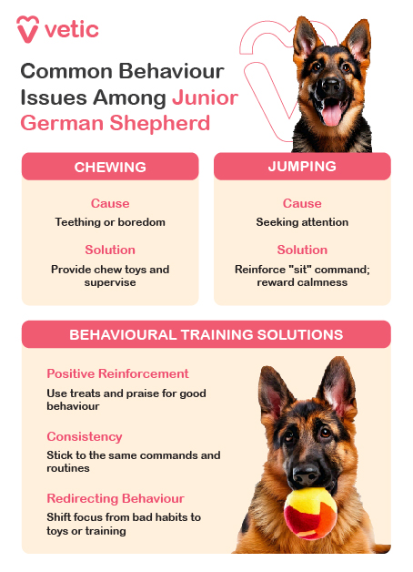 Common Behaviour Issues in Adolescent German Shepherds Chewing: Chewing is common during teething and boredom. Provide appropriate chew toys and keep valuables out of reach. Regular exercise helps reduce destructive chewing. Jumping Up: German Shepherds may jump on people due to excitement. Teach the “sit” command and reward calm behavior. Consistency in training helps discourage jumping. Biting/Nipping: Adolescents may nip due to teething or playfulness. Redirect biting to appropriate toys and reinforce gentle play. Separation Anxiety: Adolescents can develop anxiety when left alone. Gradually increase alone time and offer toys or treats to keep them engaged. Training Tips Positive Reinforcement: Reward good behavior with treats, praise, and playtime. Avoid harsh punishment, as it can lead to fear and anxiety. Consistency: Be consistent with commands, routines, and training sessions to help your dog understand expectations. Socialisation: Continue exposing your dog to different environments, people, and other dogs to develop their social skills and prevent fear or aggression.