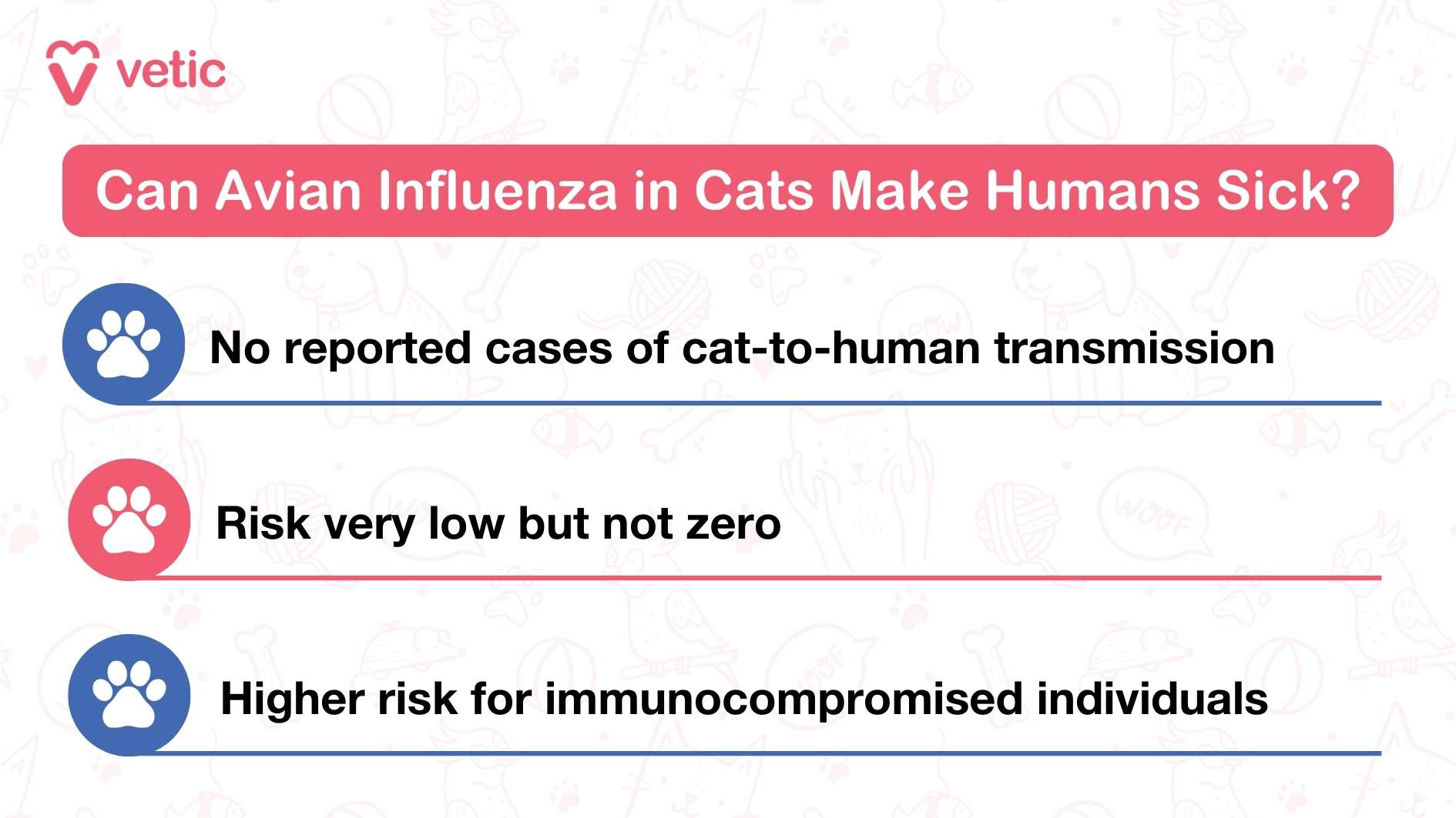 This infographic from "Vetic" explores the potential risk of avian influenza in cats and whether it can be transmitted to humans. The title of the infographic is "Can Avian Influenza in Cats Make Humans Sick?" The content is divided into three main points. Firstly, it states that there are no reported cases of cat-to-human transmission. Secondly, it mentions that while the risk is very low, it is not zero. Lastly, it highlights that individuals who are immunocompromised are at a higher risk. This information is crucial as it clarifies that although the risk of transmission is minimal, it is still important to be cautious, especially for those with weakened immune systems.