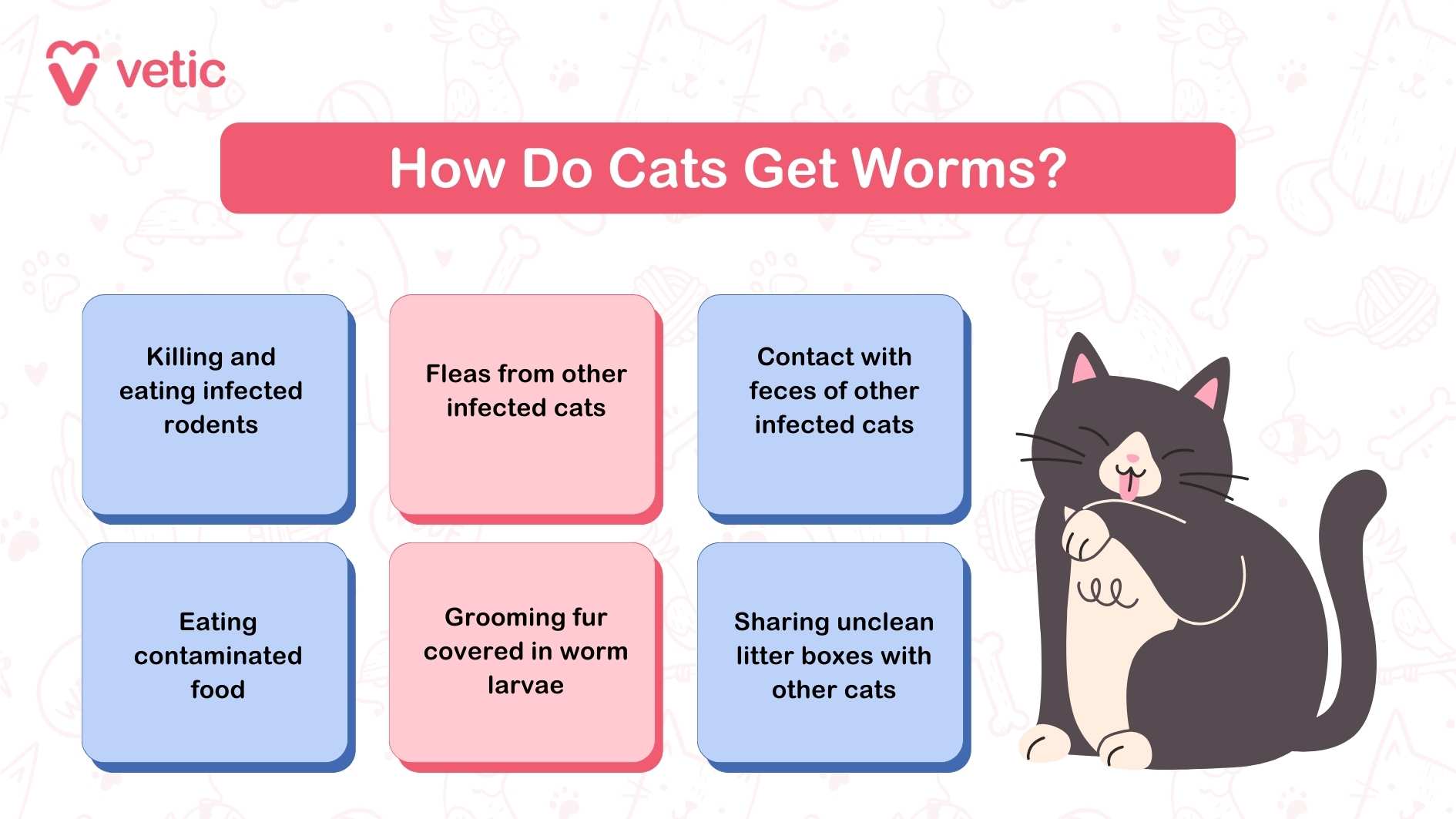 How Do Cats Get Worms? - Vetic This infographic from "Vetic" explains six ways cats can get worms. The title "How Do Cats Get Worms?" is prominently displayed. The methods listed are: Killing and eating infected rodents Fleas from other infected cats Contact with feces of other infected cats Eating contaminated food Grooming fur covered in worm larvae Sharing unclean litter boxes with other cats The image also features an illustration of a cat licking its paw. This visual guide helps pet owners understand the various ways worms in cats can be contracted, ensuring better prevention and care.