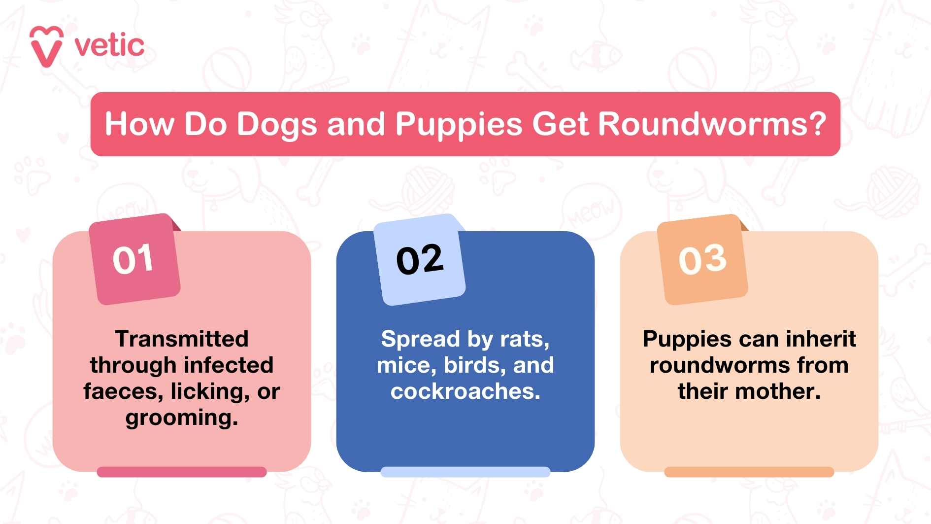 The image is an informational graphic from "vetic" explaining how dogs and puppies get roundworms. It is divided into three sections, each with a different method of transmission: Transmitted through infected faeces, licking, or grooming. Spread by rats, mice, birds, and cockroaches. Puppies can inherit roundworms from their mother. Would you like any specific details or information added to your blog based on these details? Or do you have more images to share?