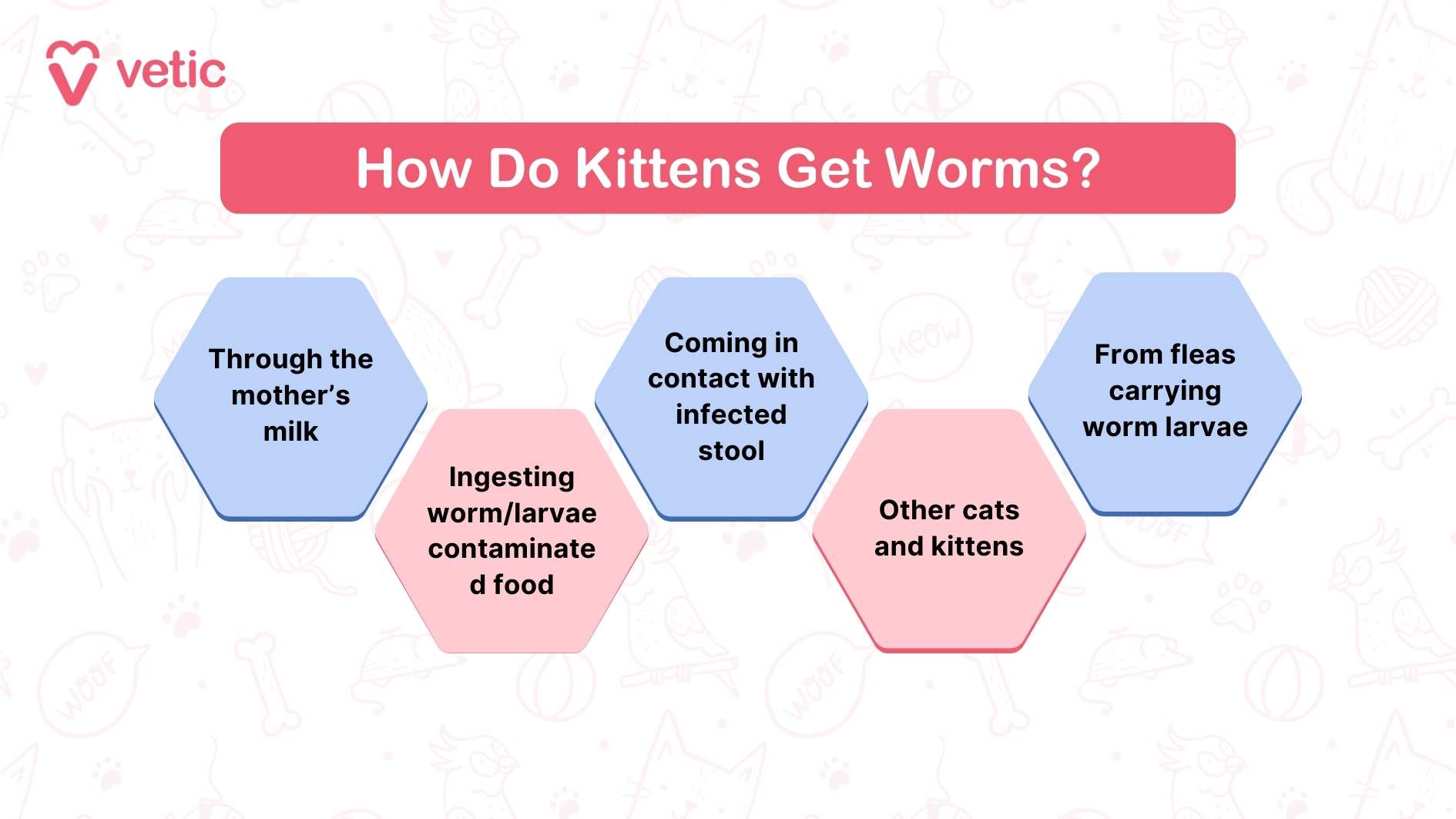 How Do Kittens Get Worms? - Vetic This image is an informational graphic from "Vetic" explaining how kittens can get worms. It features a title in a red banner that reads "How Do Kittens Get Worms?" Below the title, there are six hexagonal shapes, each containing a different method by which kittens can contract worms. The methods listed are: Through the mother's milk Ingesting worm/larvae contaminated food Coming in contact with infected stool Other cats and kittens From fleas carrying worm larvae This visual guide helps pet owners understand the various ways worms in cats and kittens can be contracted, ensuring better prevention and care.