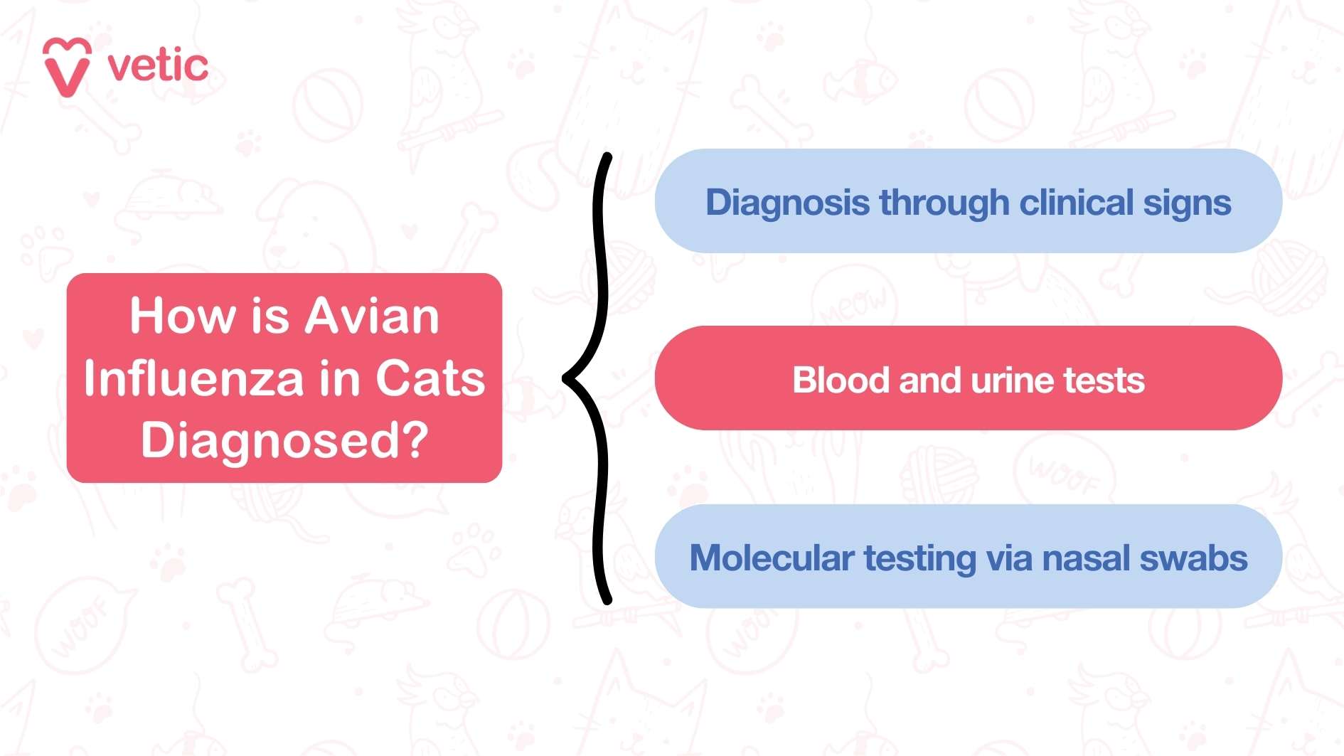 The graphic provided by "Vetic" is titled "How is Avian Influenza in Cats Diagnosed?" The central focus is on the diagnostic methods employed to identify avian influenza in felines. The visual layout presents three primary methods, aiming for clarity and ease of understanding. Firstly, it mentions diagnosis through clinical signs. This implies that veterinarians assess observable symptoms in the cat that may indicate the presence of avian influenza. Secondly, the infographic talks about blood and urine tests as diagnostic tools. These tests help in detecting the infection by analyzing the cat's biological samples. Lastly, it highlights molecular testing via nasal swabs. This method involves collecting nasal swab samples from the cat and conducting molecular tests to detect the presence of the virus. The overarching message of the infographic is to educate the audience about the various ways avian influenza can be diagnosed in cats, emphasizing the combination of clinical signs, laboratory tests, and molecular testing for accurate identification.