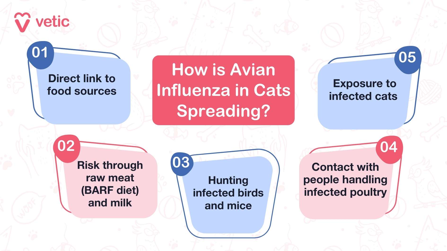 The infographic provided by "vetic" is titled "How is Avian Influenza in Cats Spreading?" The central focus is on the various ways the disease can spread among cats. The visual design breaks down the information into five key points, making it easy to understand and follow. Firstly, the infographic points out the direct link to food sources as a means of spreading avian influenza. This implies that the disease can be transmitted through contaminated food. Secondly, it mentions the risk through raw meat (specifically referring to a BARF diet) and milk. This indicates that feeding cats raw meat and milk increases the chances of infection. Thirdly, it highlights the danger posed by hunting infected birds and mice. Cats that hunt these animals are at a higher risk of contracting the virus. Fourthly, the infographic addresses the contact with people who handle infected poultry. This suggests that humans who come into contact with infected poultry can inadvertently transmit the disease to their cats. Lastly, it emphasizes the exposure to infected cats as a significant risk factor. This means that cats that come into contact with other infected cats are more likely to contract avian influenza.