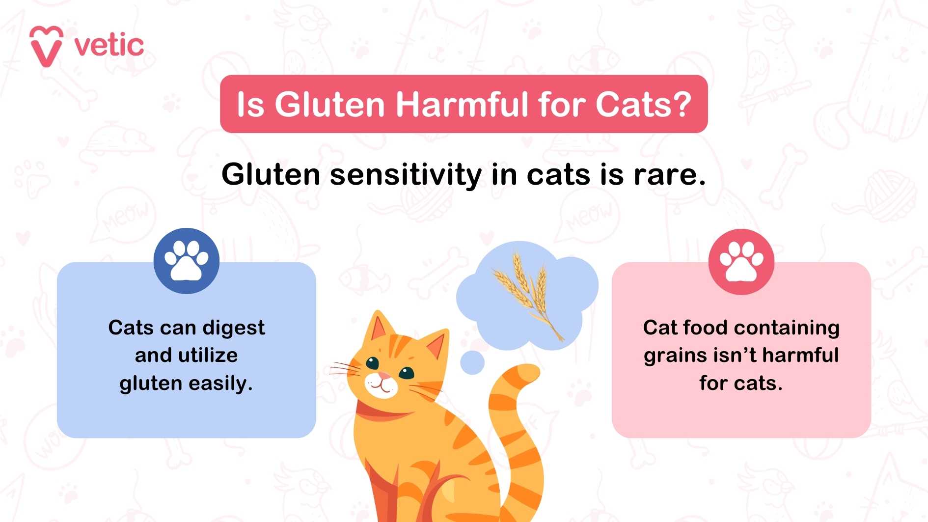 an informational graphic from Vetic discussing whether gluten is harmful for cats. The main text in the image reads "Is Gluten Harmful for Cats?" followed by "Gluten sensitivity in cats is rare." The image includes two sections with additional information: On the left side, there is a blue box with a paw print icon that says, "Cats can digest and utilize gluten easily." On the right side, there is a pink box with a paw print icon that says, "Cat food containing grains isn’t harmful for cats." In the center, there is an illustration of an orange cat with a thought bubble containing an image of grains.