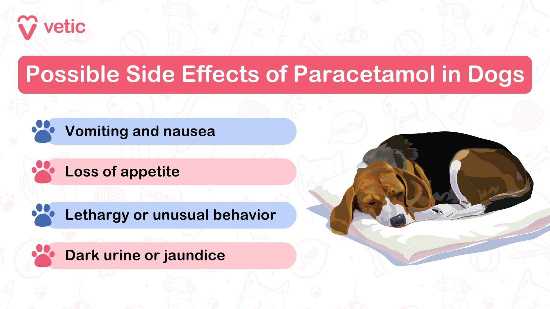 The image contains information about the possible side effects of paracetamol in dogs. It includes the following elements: The logo and name "Vetic" in the top left corner. A title in a red banner that reads "Possible Side Effects of Paracetamol in Dogs." Four listed side effects, each accompanied by a paw print icon: Vomiting and nausea (blue paw print) Loss of appetite (red paw print) Lethargy or unusual behavior (blue paw print) Dark urine or jaundice (red paw print) An illustration of a dog lying down on a pillow in the bottom right corner. This image is relevant as it provides important health information for dog owners regarding the potential adverse effects of giving paracetamol to dogs.