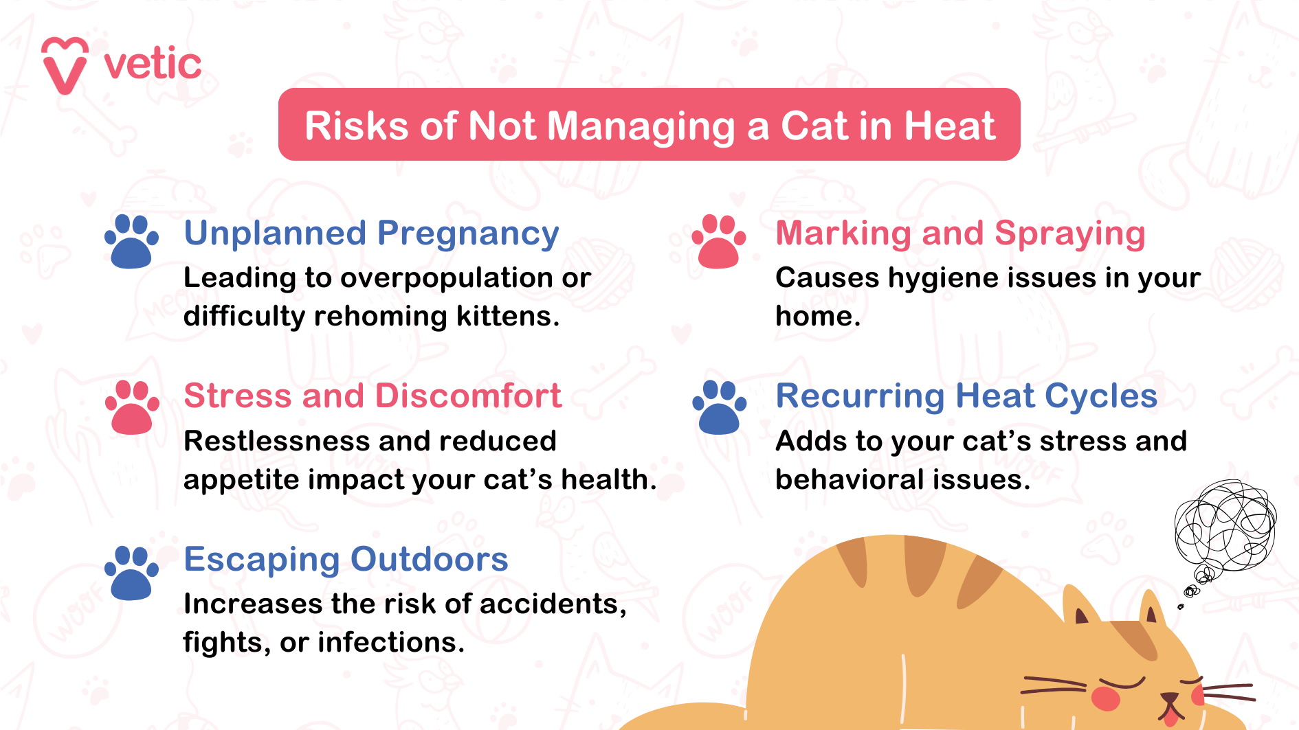 Risks of Not Managing a Cat in Heat Unplanned Pregnancy: Leading to overpopulation or difficulty rehoming kittens. Stress and Discomfort: Restlessness and reduced appetite impact your cat’s health. Escaping Outdoors: Increases the risk of accidents, fights, or infections. Marking and Spraying: Causes hygiene issues in your home. Recurring Heat Cycles: Adds to your cat’s stress and behavioral issues.