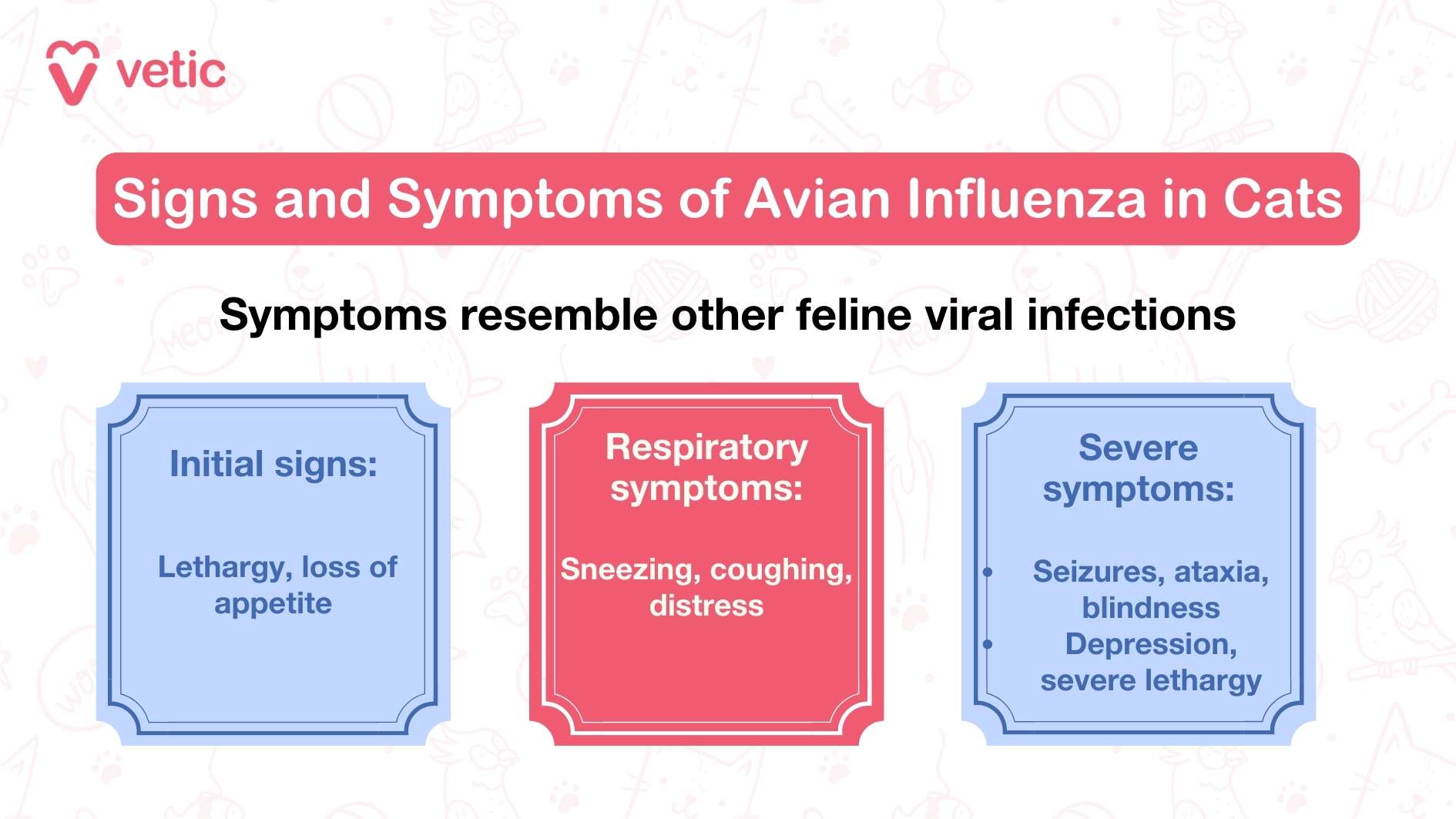 The infographic titled "Can Avian Influenza in Cats Make Humans Sick?" by "Vetic" delves into the question of whether avian influenza in cats can be transmitted to humans. The visual layout is divided into three informative sections. Firstly, it clarifies that there have been no reported cases of cat-to-human transmission of avian influenza. This reassurance is crucial for pet owners concerned about their safety. Secondly, it acknowledges that while the risk is extremely low, it is not entirely absent. This point serves as a reminder that vigilance is necessary, even if the probability is minimal. Lastly, the infographic emphasizes that individuals with compromised immune systems are at a higher risk, highlighting the importance of taking extra precautions for those who are more vulnerable. Overall, the infographic provides a comprehensive overview of the potential risks and reassurances regarding avian influenza in cats.