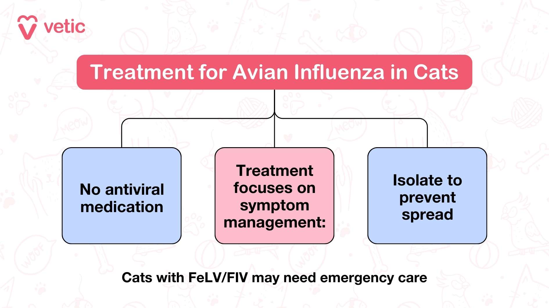 The image from "Vetic" discusses the treatment options available for Avian Influenza in cats. The main content is divided into three primary points. Firstly, it states that there is no antiviral medication available specifically for treating this condition in cats. Secondly, it emphasizes that the focus of treatment is on managing the symptoms, which involves providing supportive care to relieve the cat’s discomfort and help them recover. Lastly, the infographic highlights the importance of isolating infected cats to prevent the spread of the virus to other animals. Additionally, there is a note at the bottom of the image indicating that cats with FeLV (Feline Leukemia Virus) or FIV (Feline Immunodeficiency Virus) may require emergency care, underscoring the need for prompt and specialized attention for these vulnerable cats. This information is crucial for pet owners to understand how to handle cases of Avian Influenza in their cats effectively and responsibly.