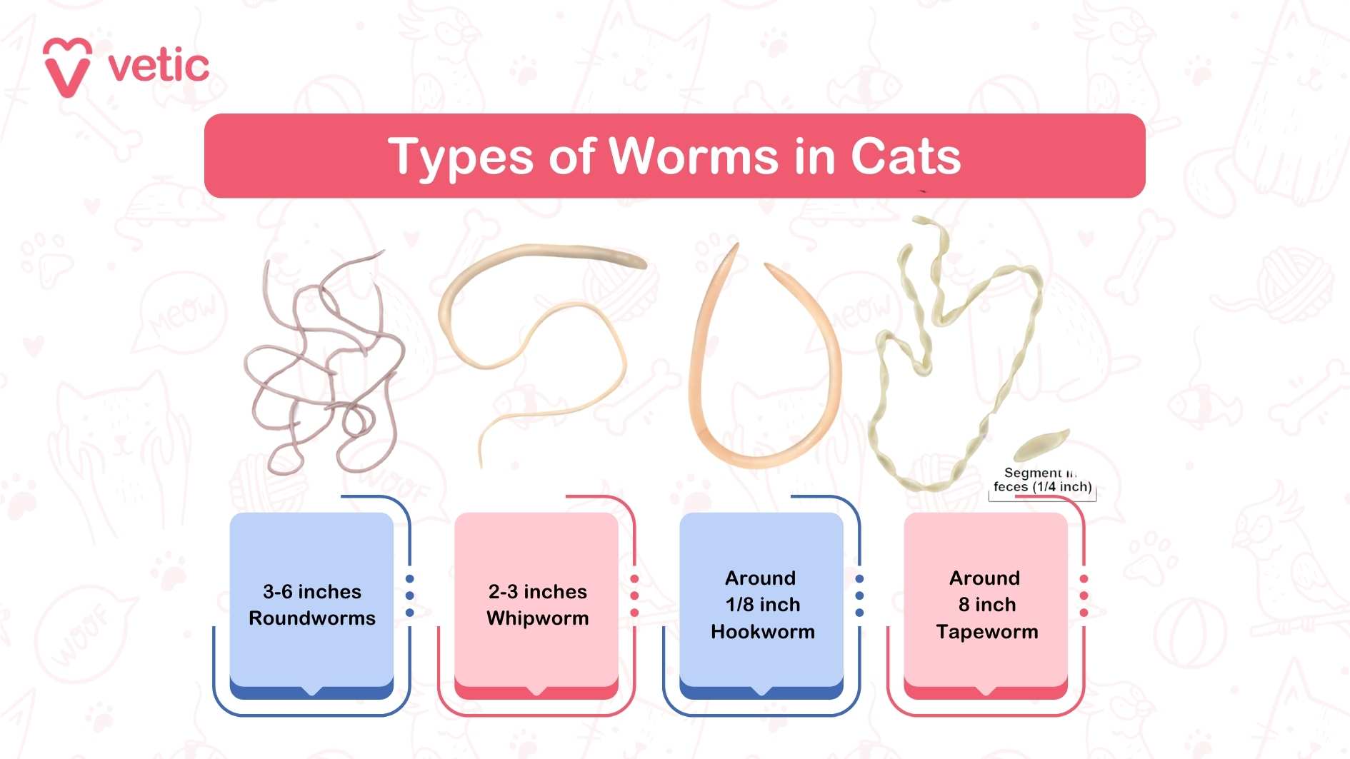 Types of Worms in Cats - Vetic This informative graphic from "Vetic" is titled "Types of Worms in Cats." The image features colorful illustrations of different worms that can infect cats, along with their sizes and names. The types of worms shown are: Roundworms: 3-6 inches Whipworm: 2-3 inches Hookworm: Around 1/8 inch Tapeworm: Around 8 inches (with segments in feces being 1/4 inch) This visual guide helps pet owners identify the common types of parasitic worms in cats, an essential aspect of their health and veterinary care.