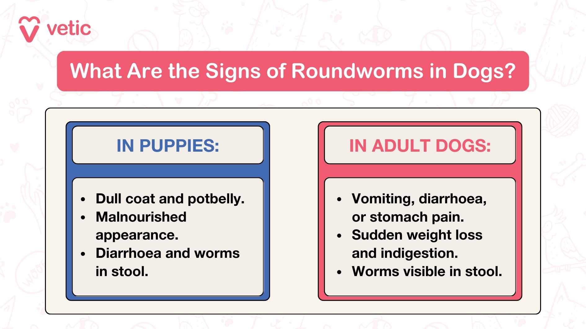 The image is an informational graphic from "vetic" that explains the signs of roundworms in dogs. It is divided into two sections: one for puppies and one for adult dogs. In puppies, the signs include: Dull coat and potbelly. Malnourished appearance. Diarrhoea and worms in stool. In adult dogs, the signs include: Vomiting, diarrhoea, or stomach pain. Sudden weight loss and indigestion. Worms visible in stool.