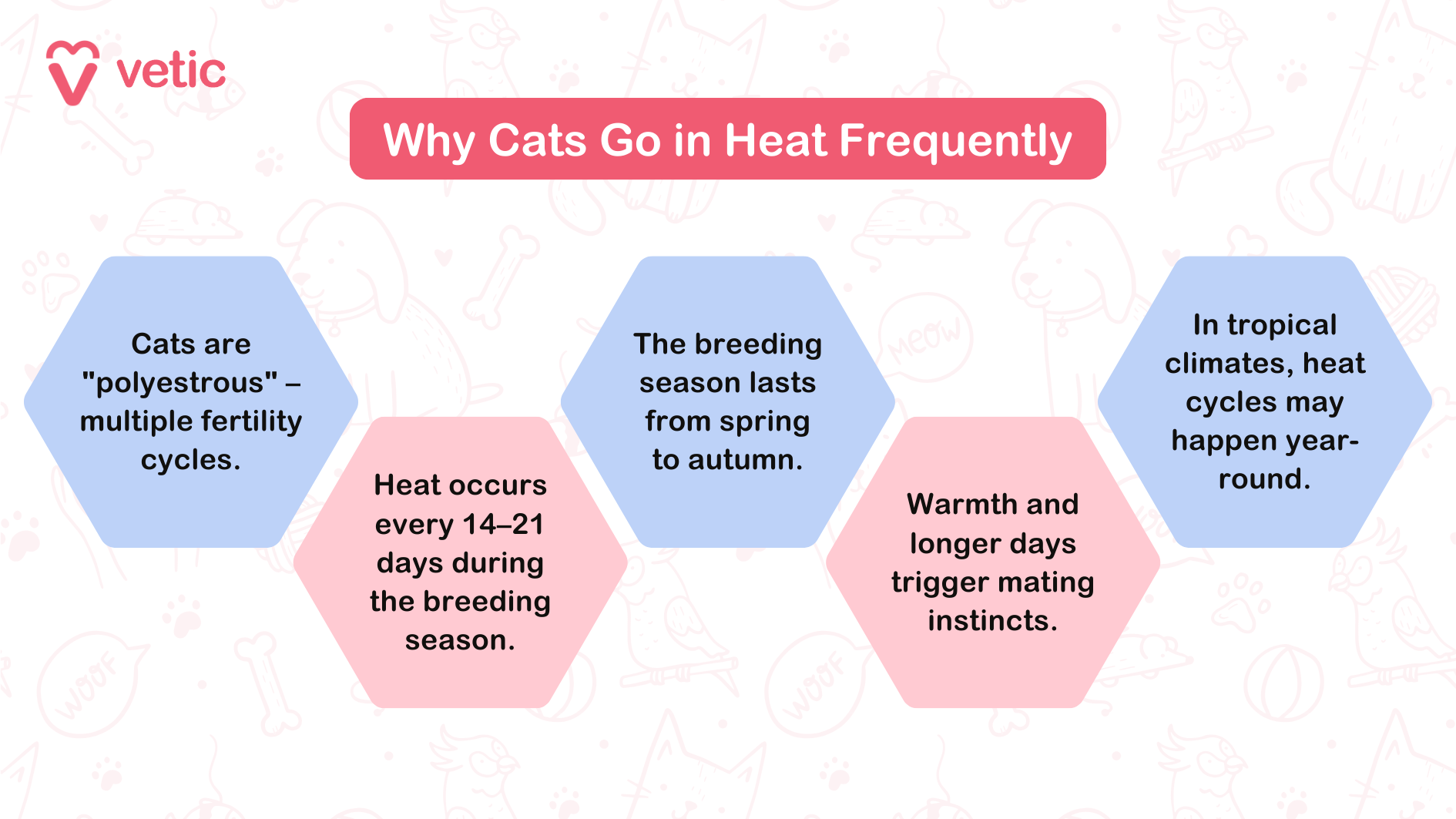 Why Cats Go in Heat Frequently Cats are "polyestrous" – multiple fertility cycles. Heat occurs every 14–21 days during the breeding season. The breeding season lasts from spring to autumn. Warmth and longer days trigger mating instincts. In tropical climates, heat cycles may happen year-round.