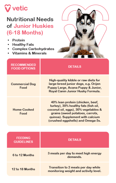 The image is an informational poster from Vetic about the nutritional needs of junior Huskies aged 6 to 18 months. The poster highlights essential dietary components and provides recommended food options for maintaining the health and growth of junior Huskies. Text on the Image: Vetic Nutritional Needs of Junior Huskies (6-18 Months) Dietary Components: Protein Essential for muscle development. Healthy Fats Supports coat and brain health. Complex Carbohydrates Provides sustained energy. Vitamins & Minerals Ensures overall health and development. Recommended Food Options: Commercial Dog Food: High-quality kibble or raw diets for large-breed junior dogs. Examples: Orijen Puppy Large, Acana Puppy & Junior, Royal Canin Junior Husky Formula. Home-Cooked Food: Composition: 40% lean protein (chicken, beef, turkey) 30% healthy fats (fish oil, coconut oil, eggs) 30% vegetables & grains (sweet potatoes, carrots, quinoa) Supplements: Calcium (crushed eggshells) Omega-3s Feeding Guidelines: 6 to 12 Months: 3 meals per day to meet high energy demands. 12 to 18 Months: Transition to 2 meals per day while monitoring weight and activity level.